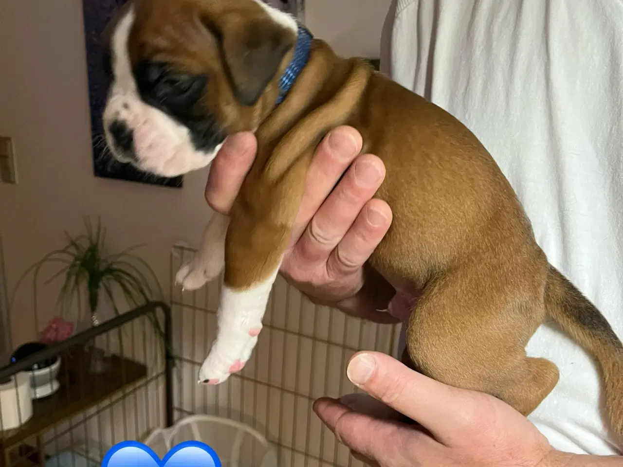 Billede 7 - Skønneste Boxerhvalpe søger nyt hjem