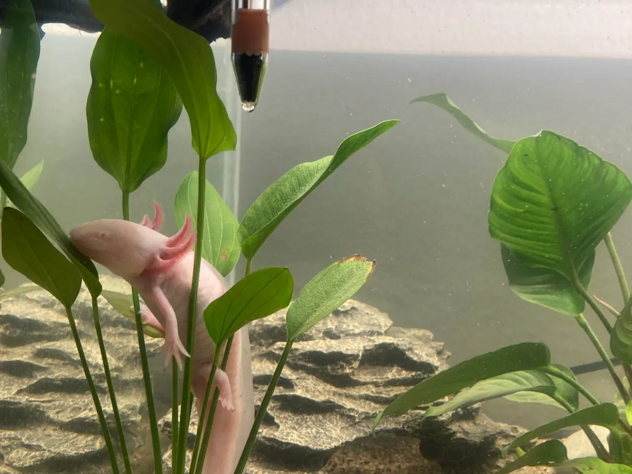 Billede 10 - Akvarium med Axolotl