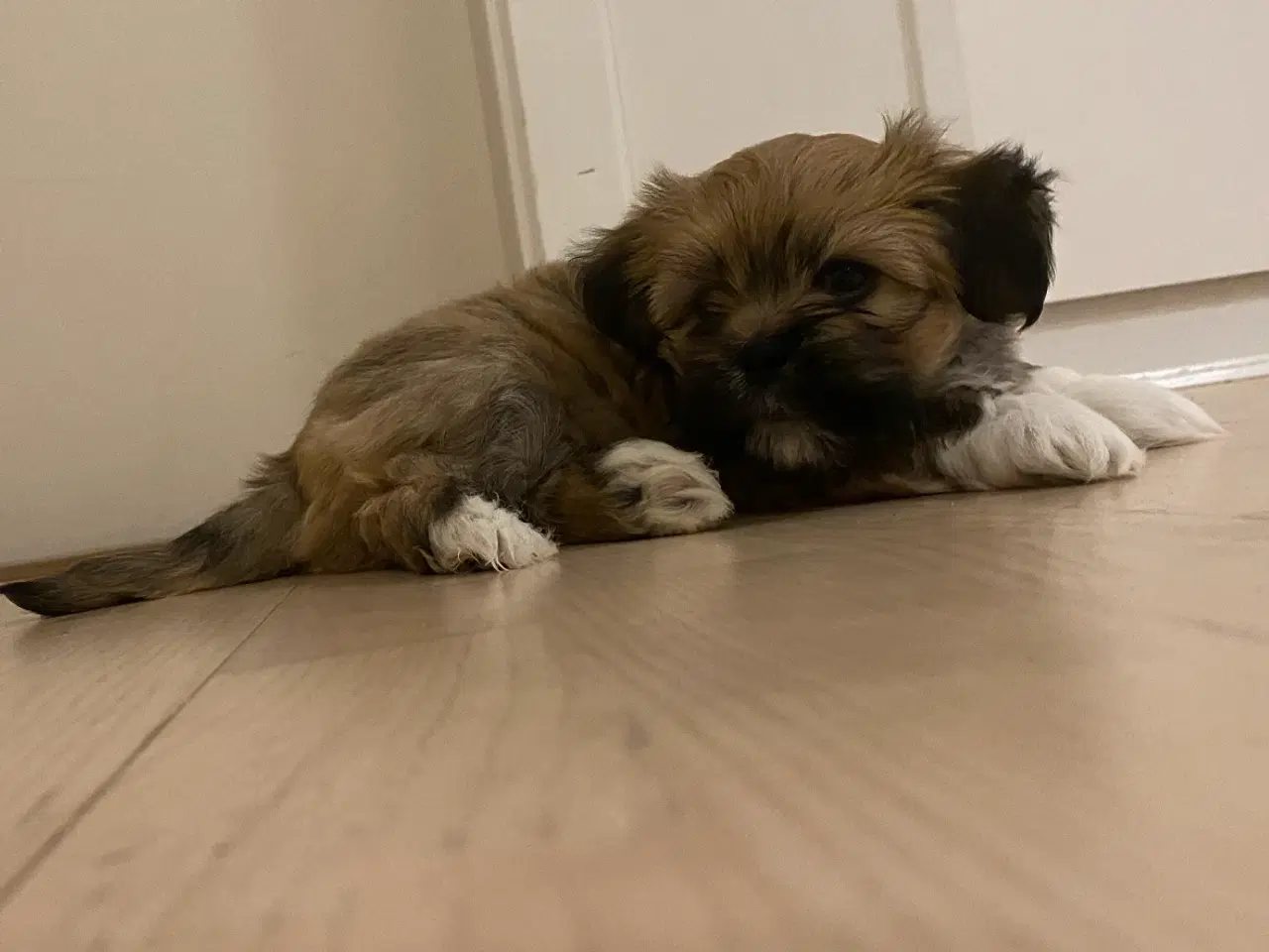 Billede 6 - Hvalpe -Lhasa Apso 