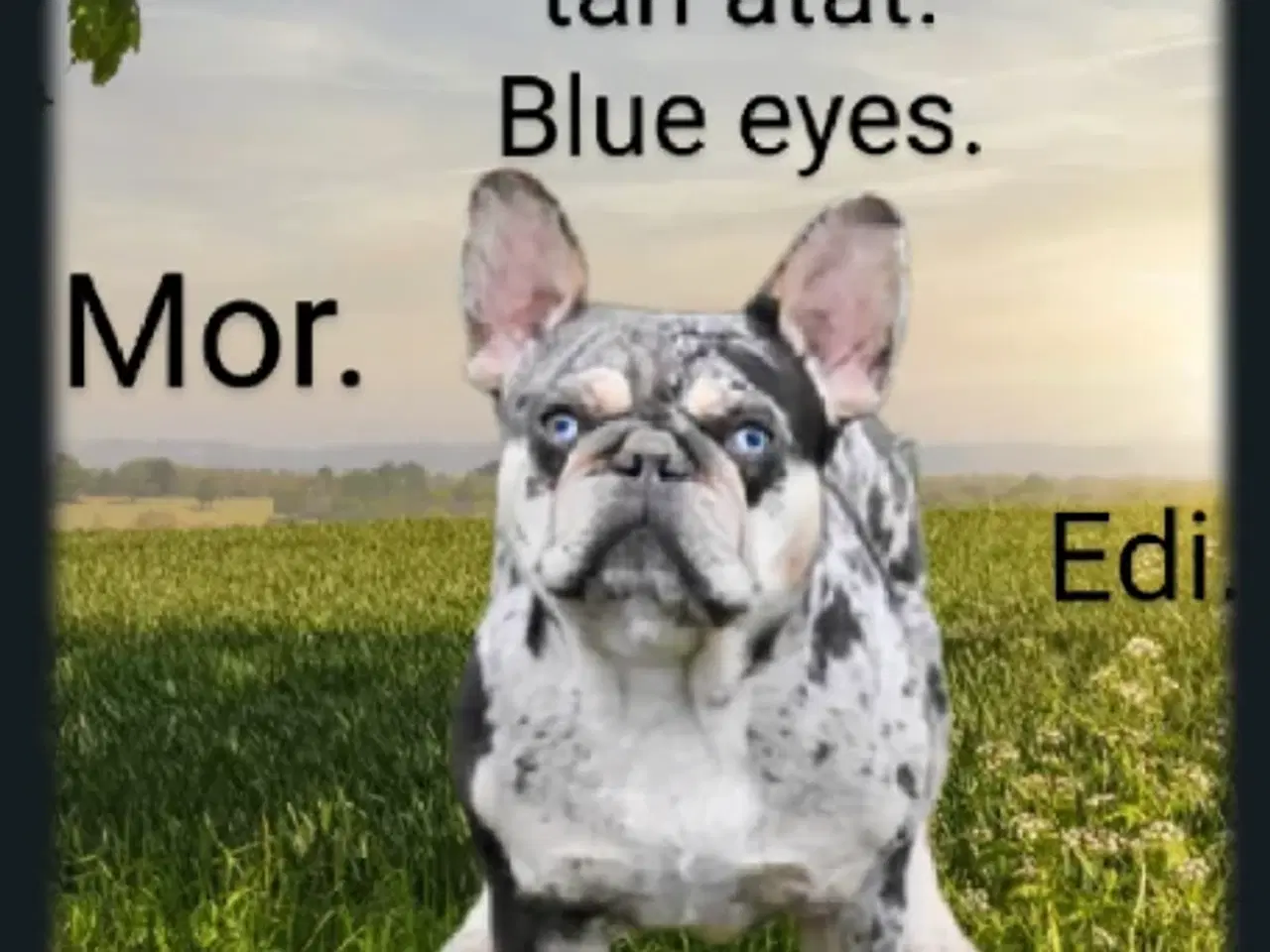 Billede 11 - Fransk Velvet bulldog. NEDSAT!