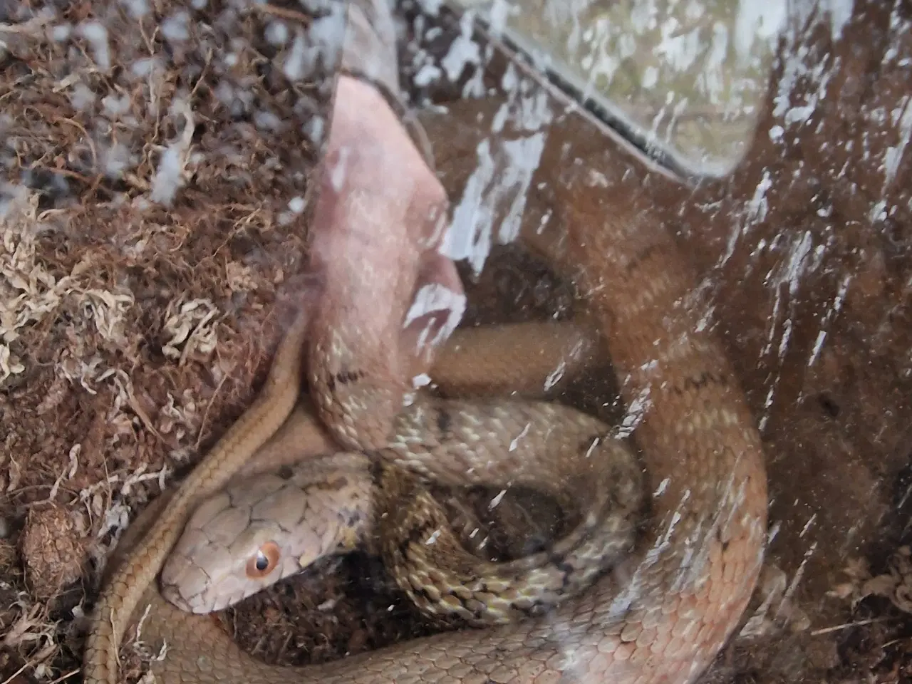 Billede 1 - Elaphe carinata, kinesisk rottesnog