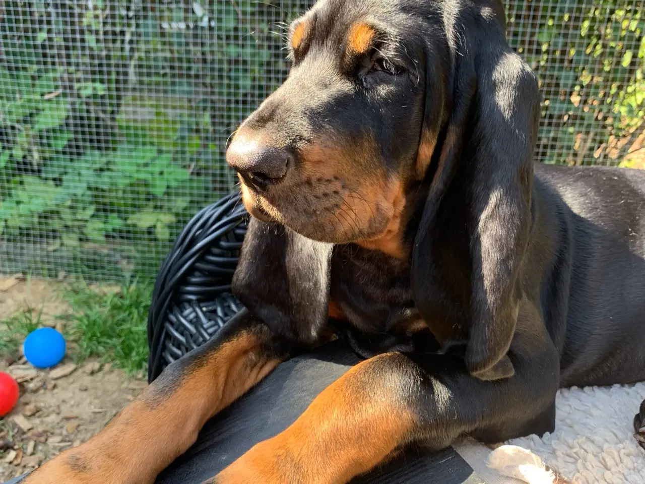 Billede 1 - Black and Tan Coonhound hvalpe