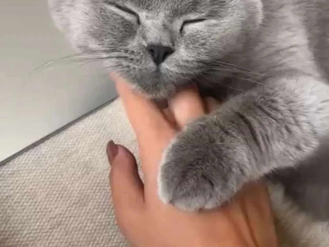 Billede 2 - British Shorthair hunkat søger nyt hjem 🐾💗