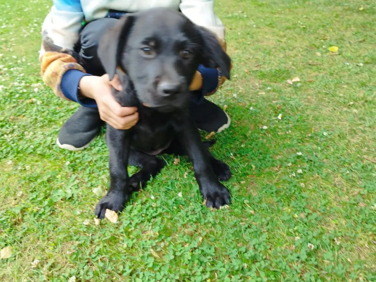 Billede 2 - Labrador Hvalpe - Jyllands kønneste piger 