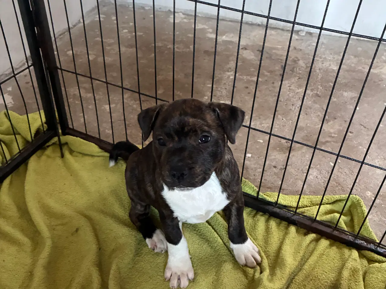 Billede 7 - Staff tæve 12 uger sidste tilbage