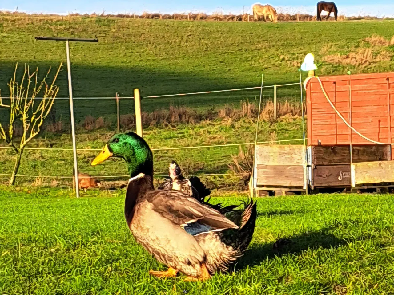 Billede 1 - Rouen Andrik