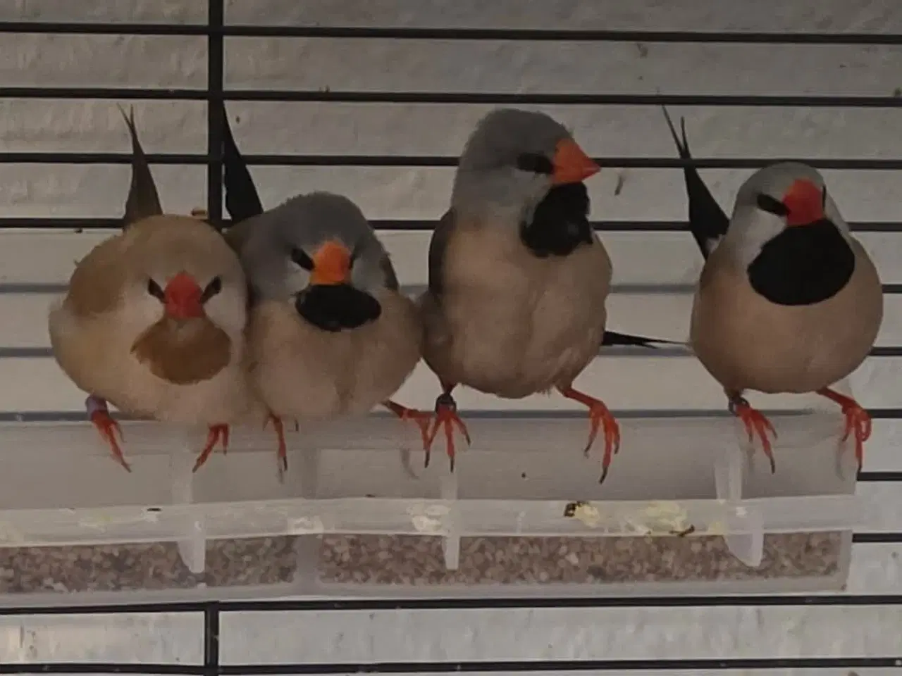 Billede 5 - Finker sælges 