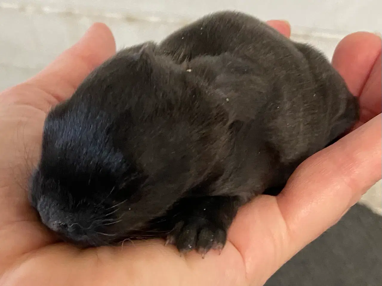 Billede 4 - FRANSK VÆDDER HUN SORT