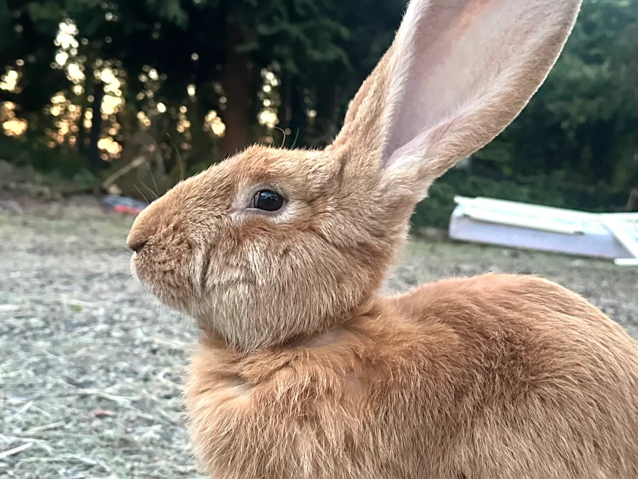 Billede 4 - Belgisk kæmpe gul hun