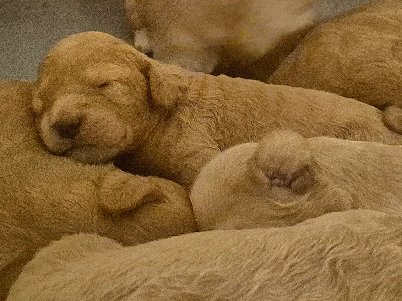 Billede 3 - Mellem doodle hvalpe 