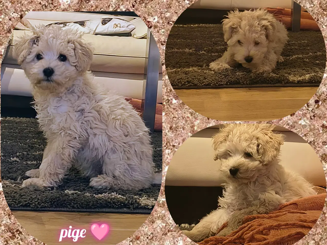 Billede 4 - Flotteste mellem puddel hvalpe 