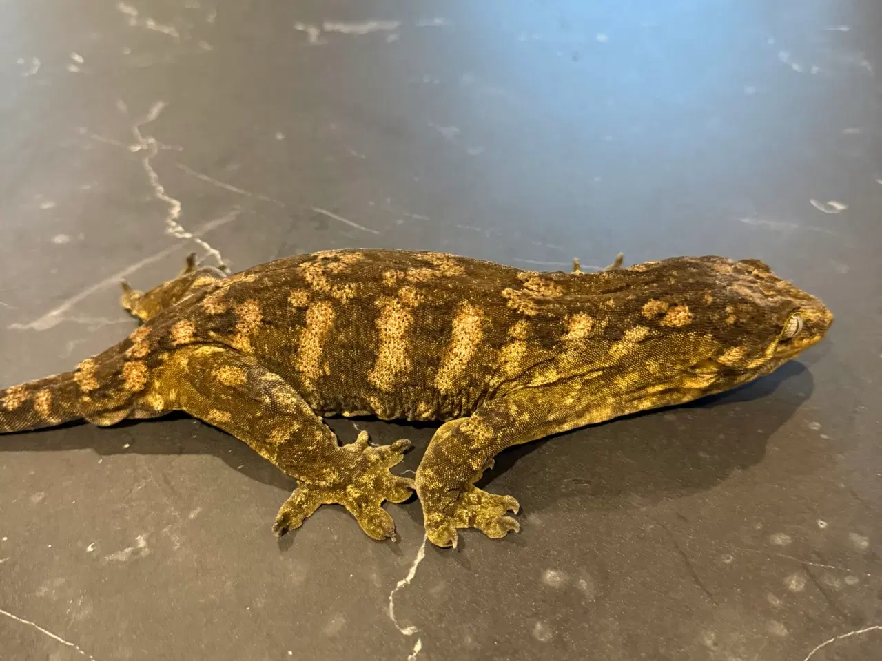 Billede 8 - Rhacodactylus leachianus (Nuu Ami-lokalitet) 0:1