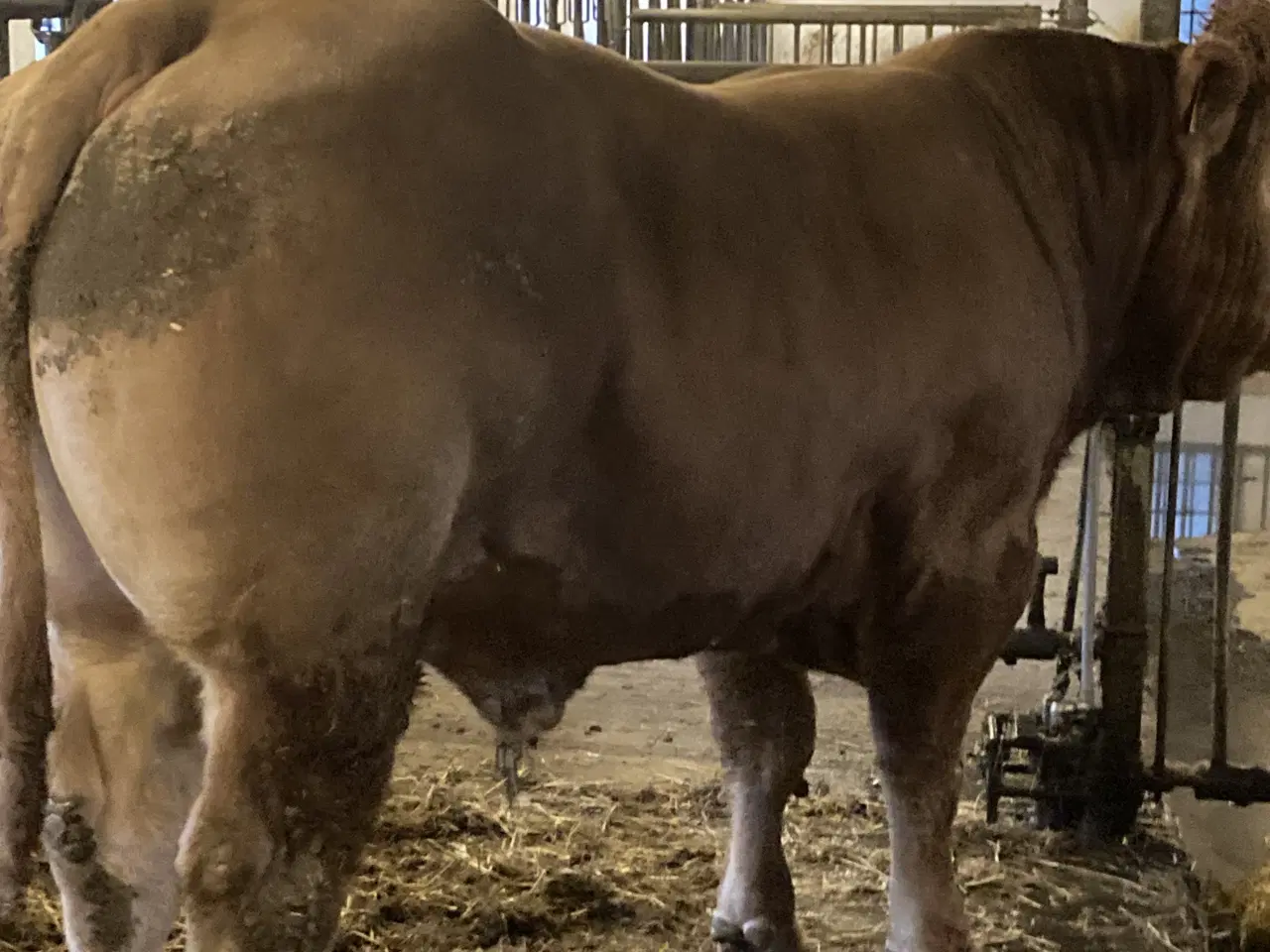 Billede 7 - Foldtyr Limousine 