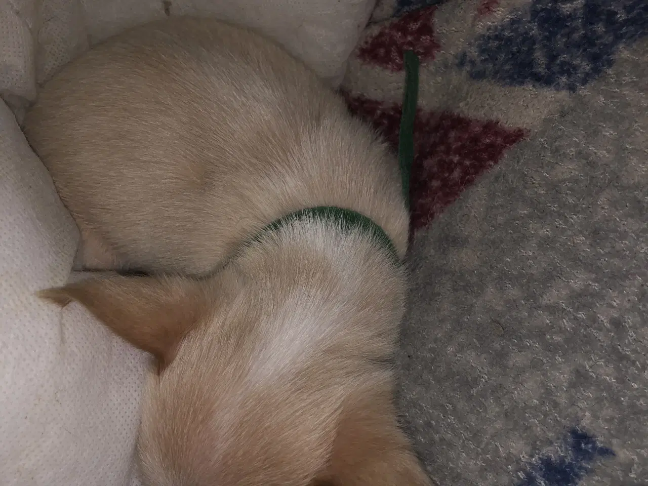 Billede 11 - 75% Chihuahua blanding dreng