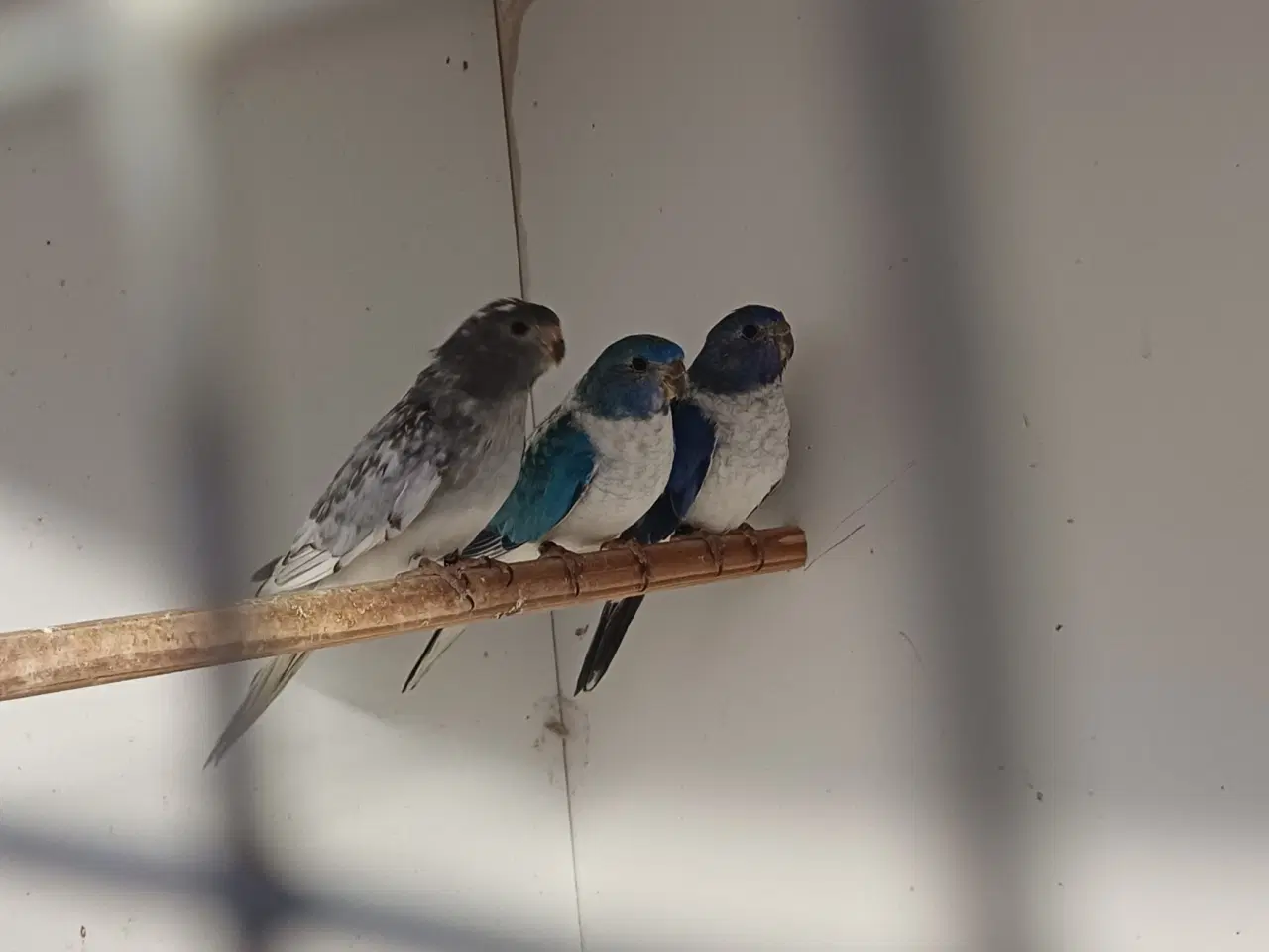 Billede 3 - Splendid