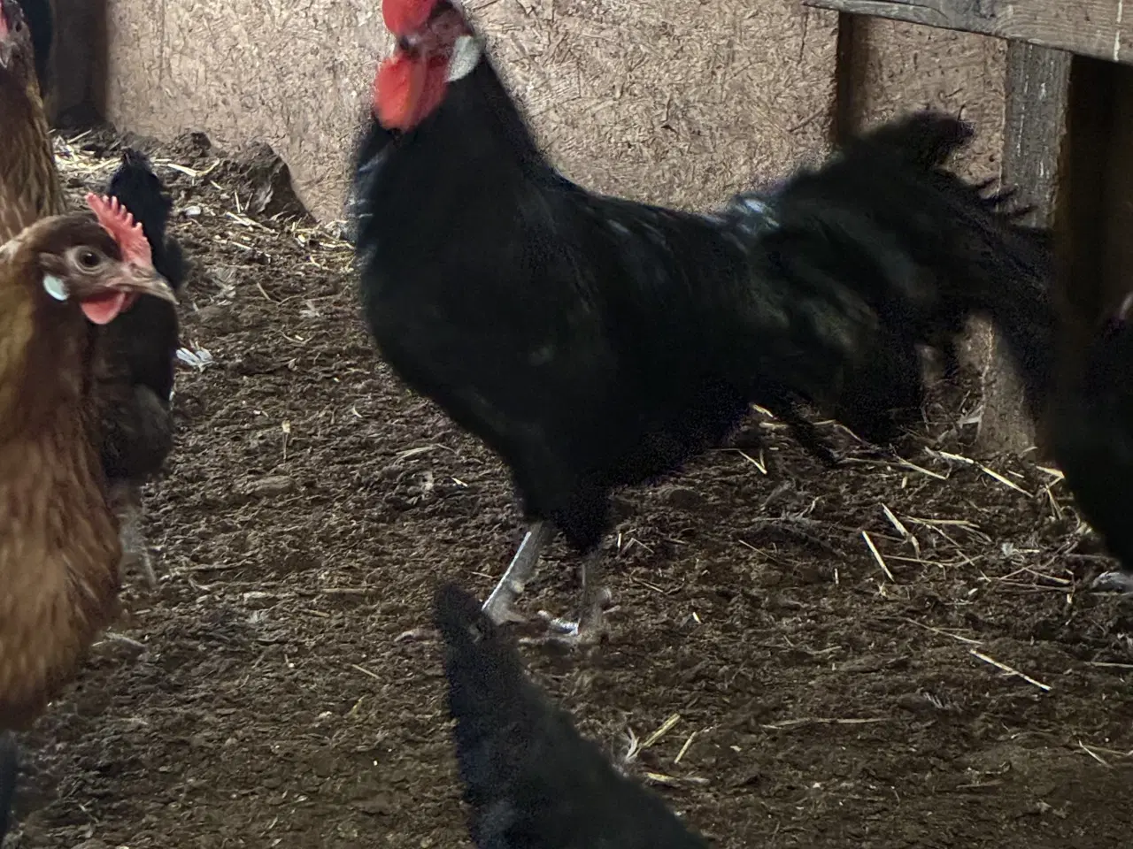 Billede 1 - Landhøns