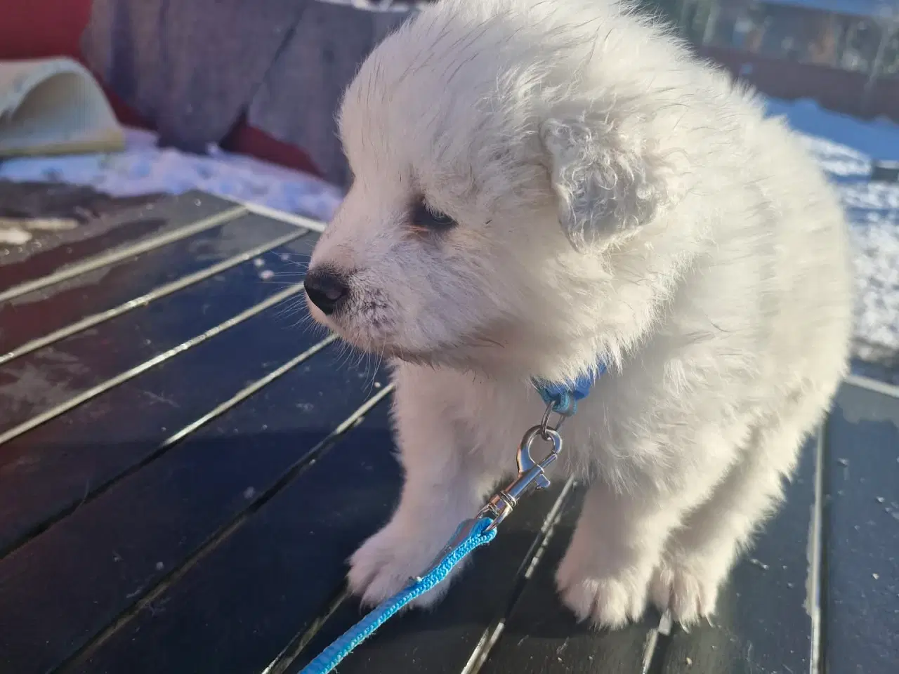 Billede 9 - Hvalpe søger nye hjem