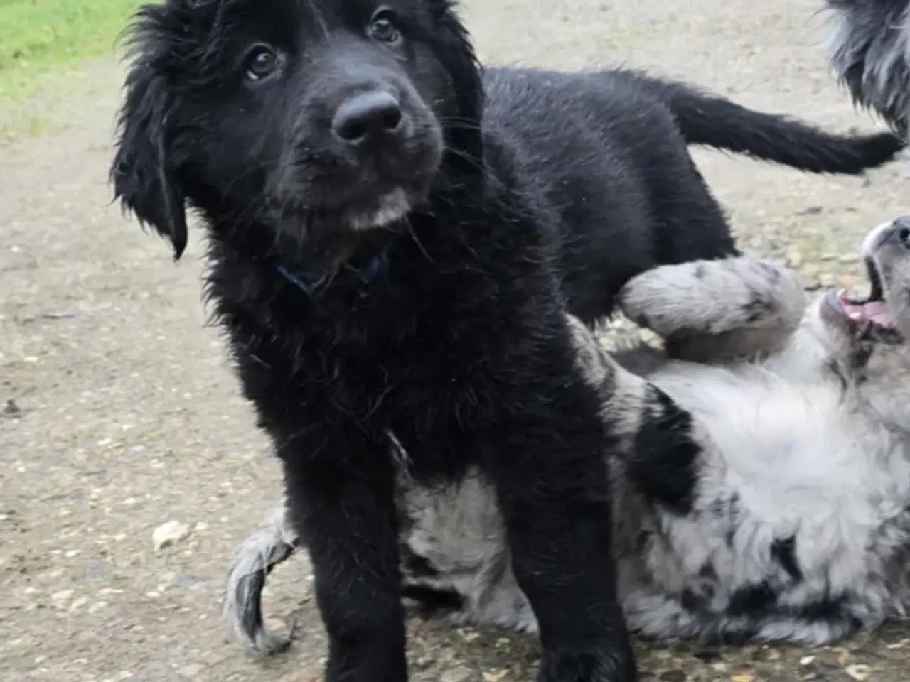 Billede 1 - Golden retriever blanding hanhund