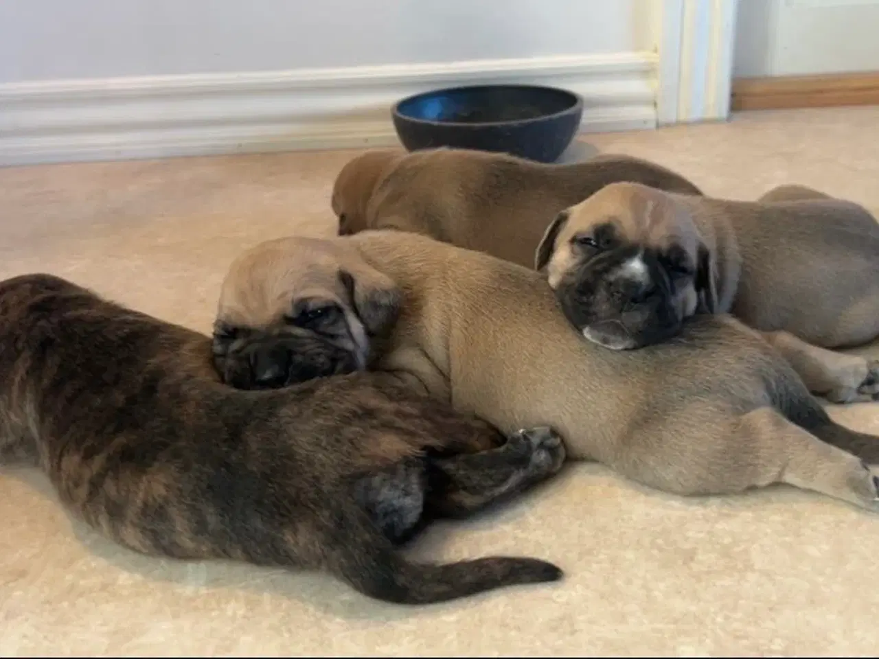 Billede 1 - Store, smukke og robuste Boxer/Mastiff hvalpe