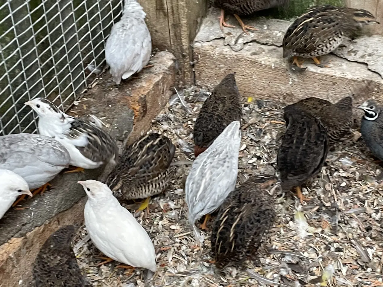 Billede 1 - Kinesiske dværgvagtler