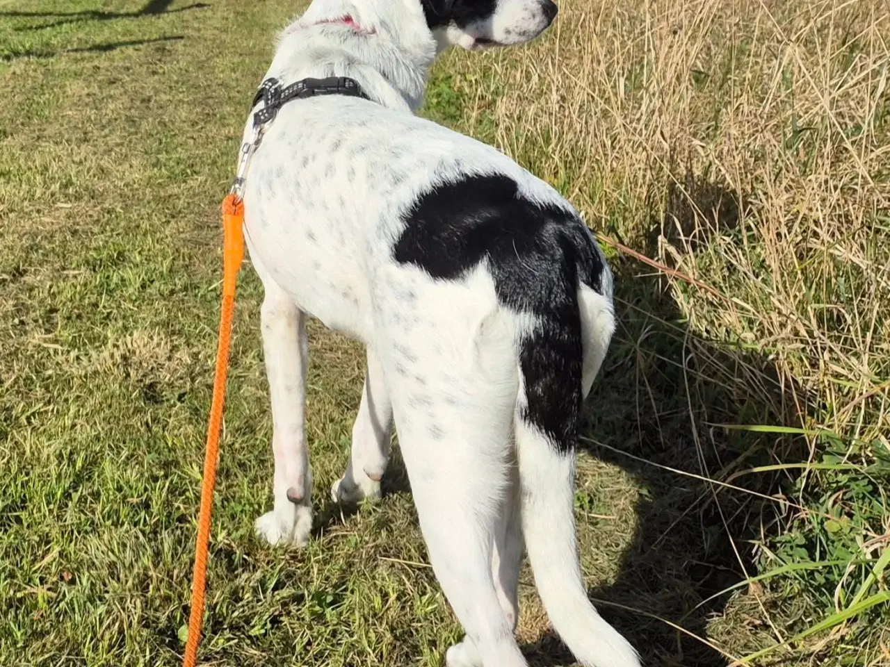 Billede 5 - Dottie mangler dig ❤️
