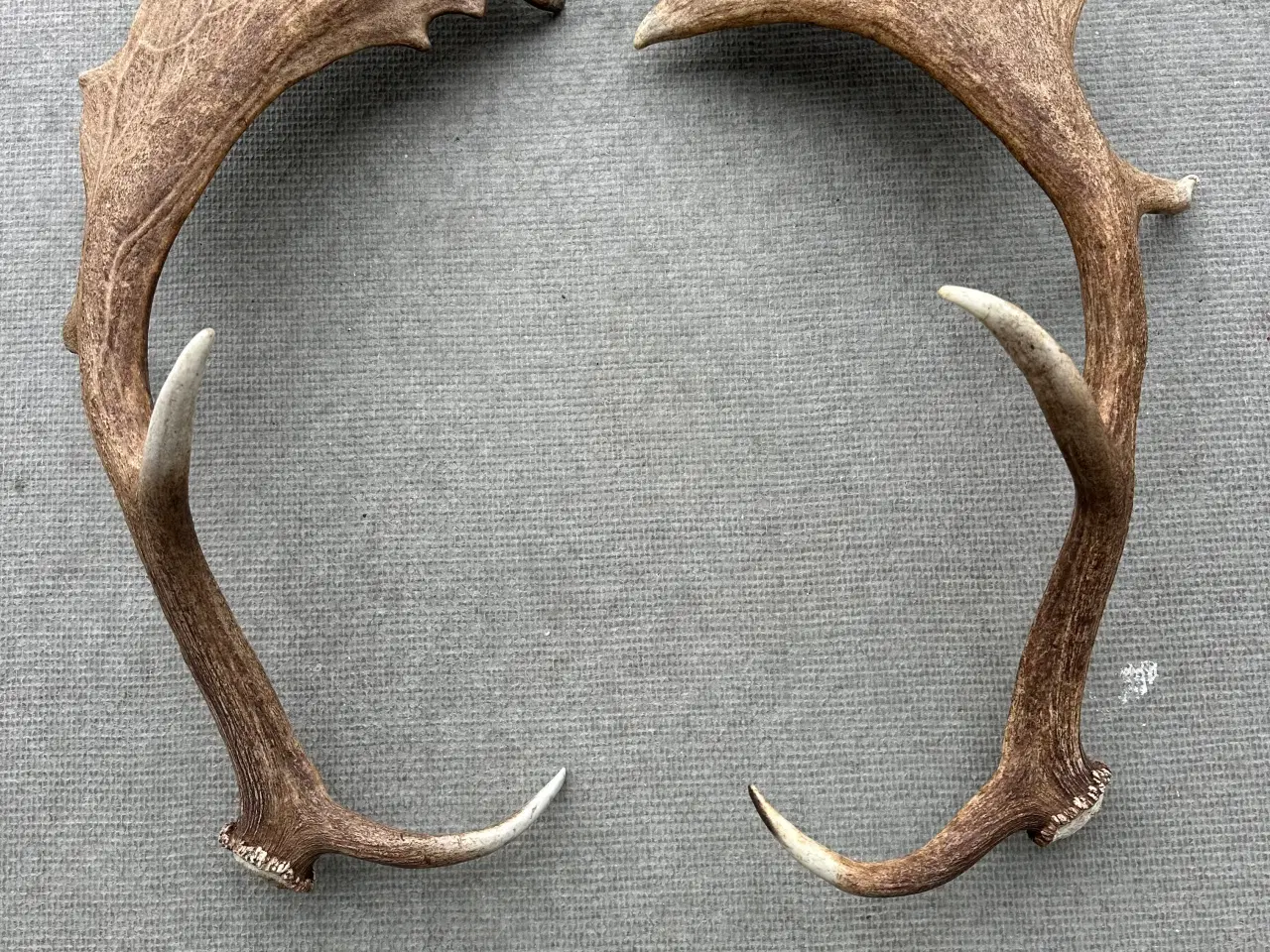 Billede 3 - Store flotte kastestænger fra dåhjorte sælges