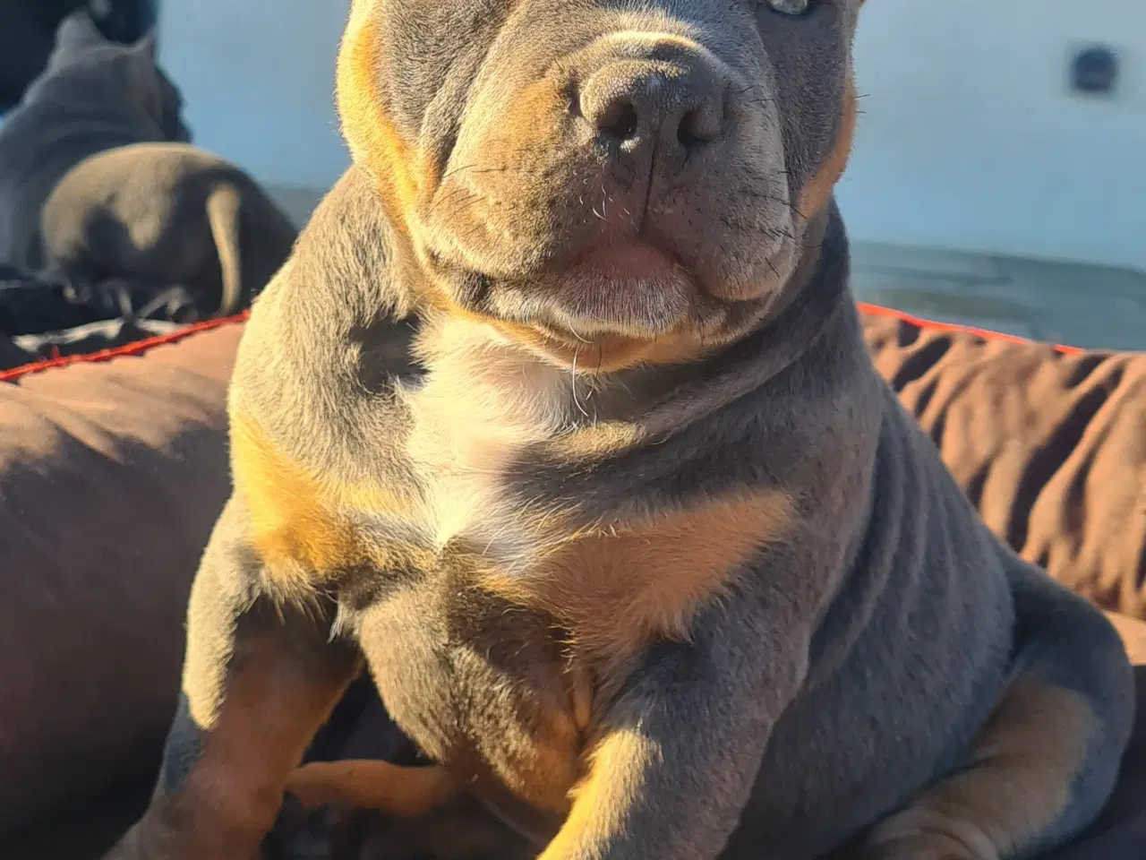 Billede 14 - American Bully Dreng 11 uge 