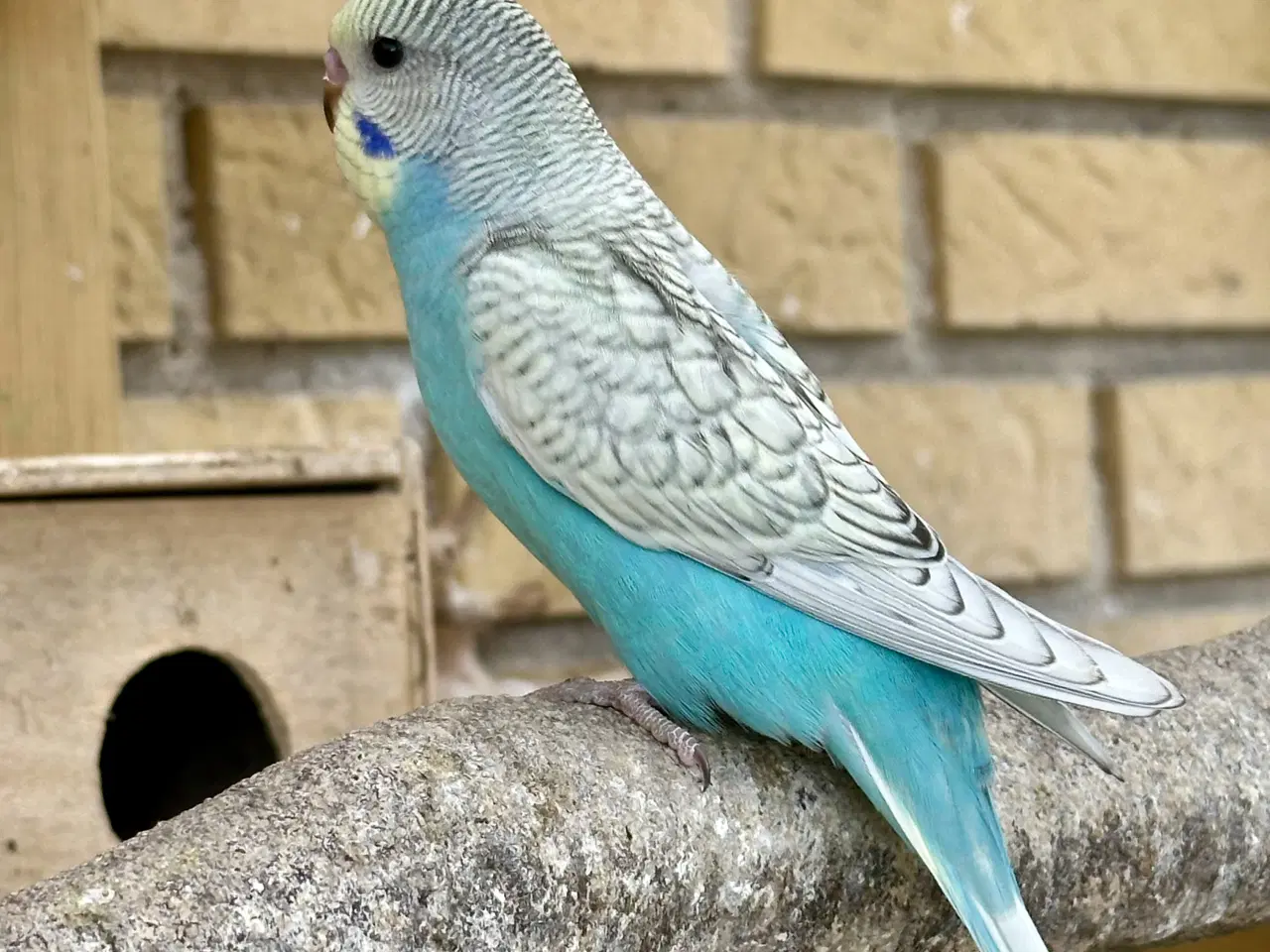 Billede 4 - Undulater fra 2025