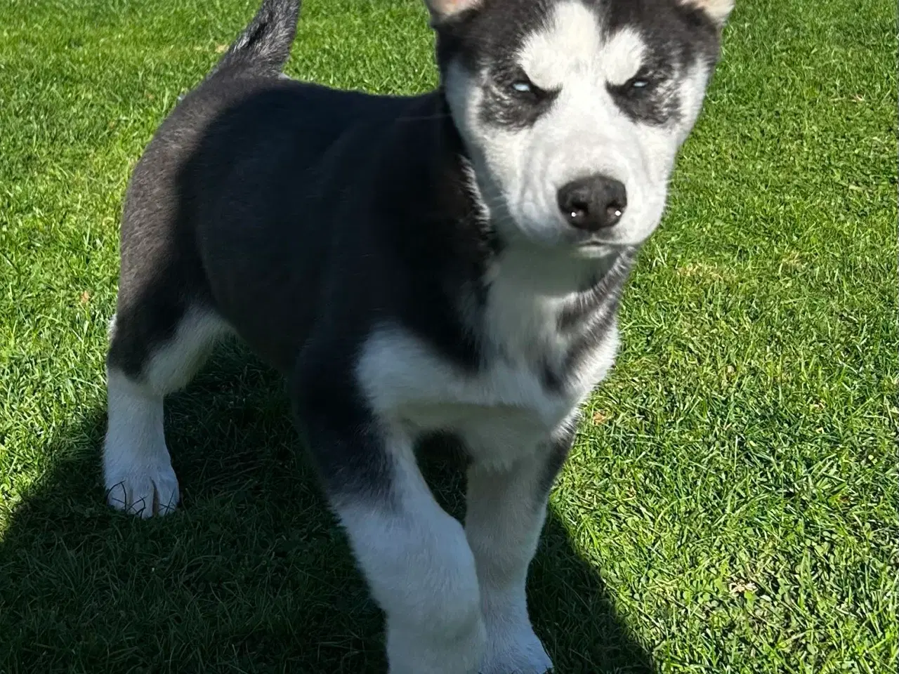 Billede 5 - 2 flotte husky piger