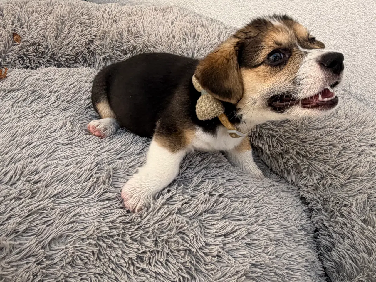 Billede 4 - Corgi Pembroke hundehvalpe