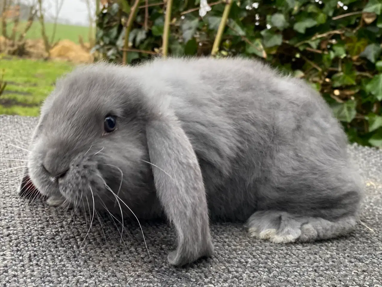 Billede 7 - FRANSK VÆDDER HAN BLÅ