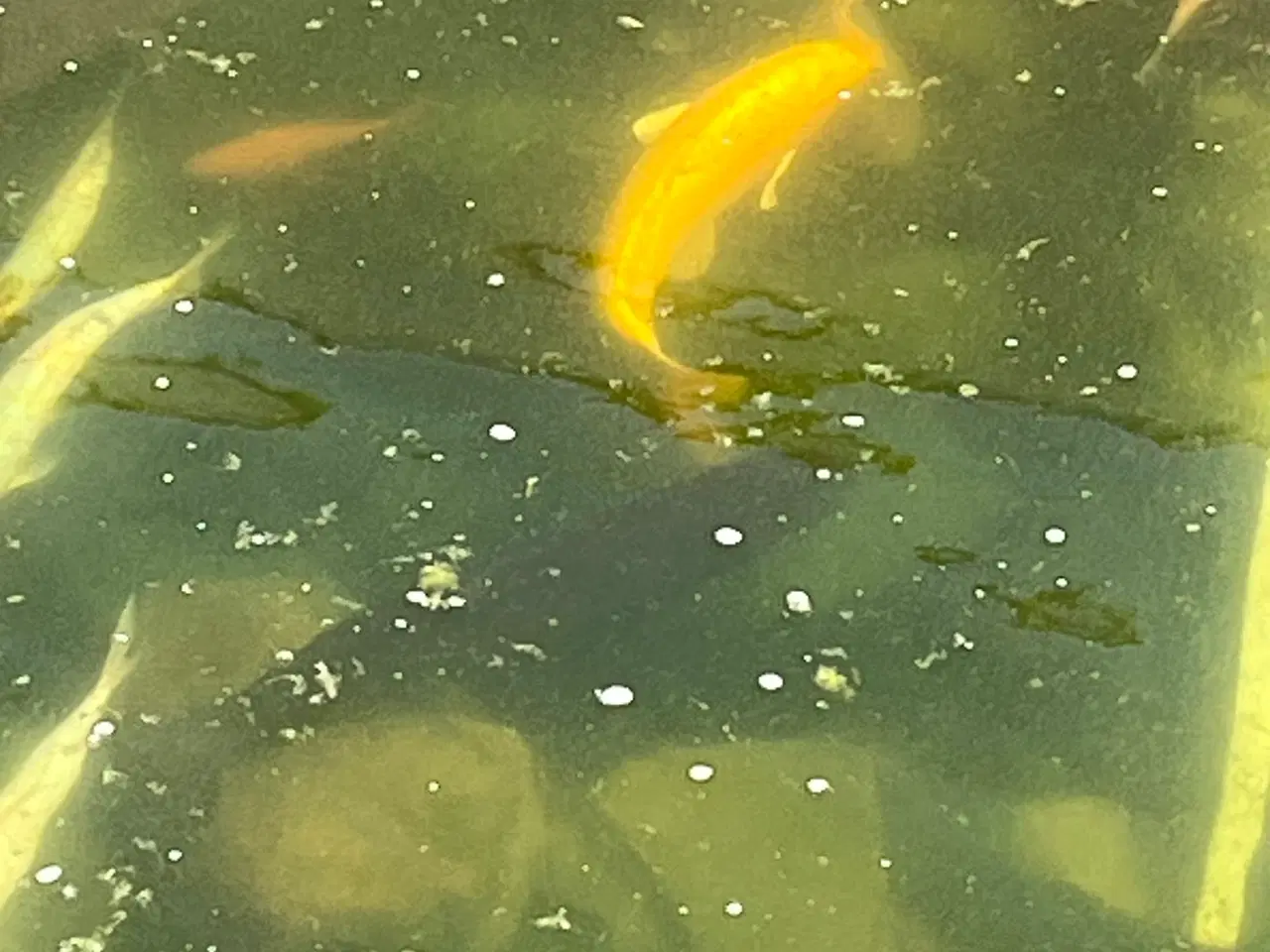 Billede 2 - Fisk til havnebassin. Stør, koikarber,Sølvkarber.
