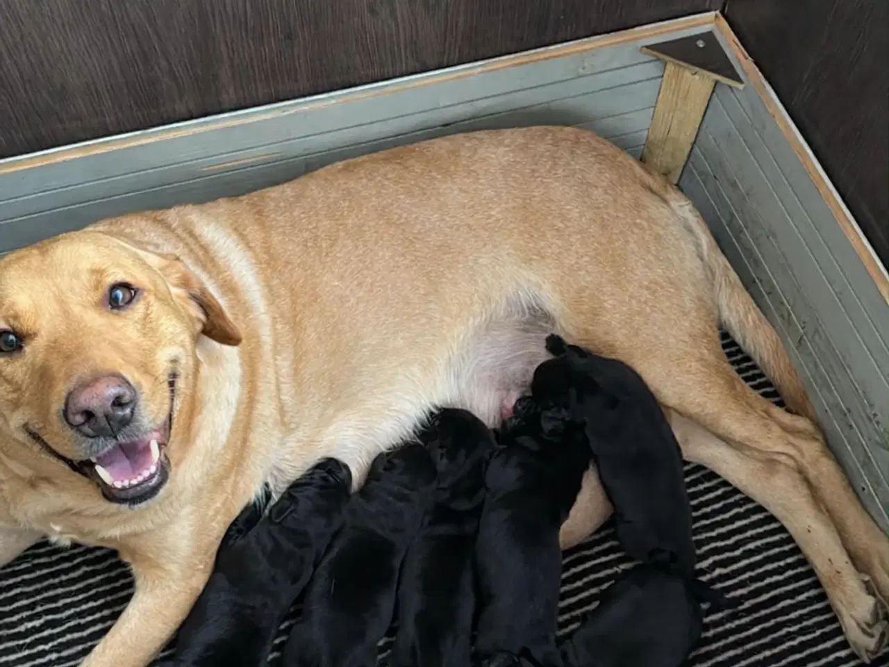 Billede 10 - Racerene sundhedskontrollerede lab hvalpe 