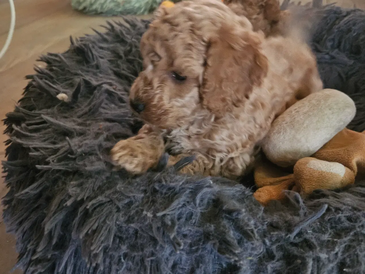 Billede 5 - Dværg Toy puddel