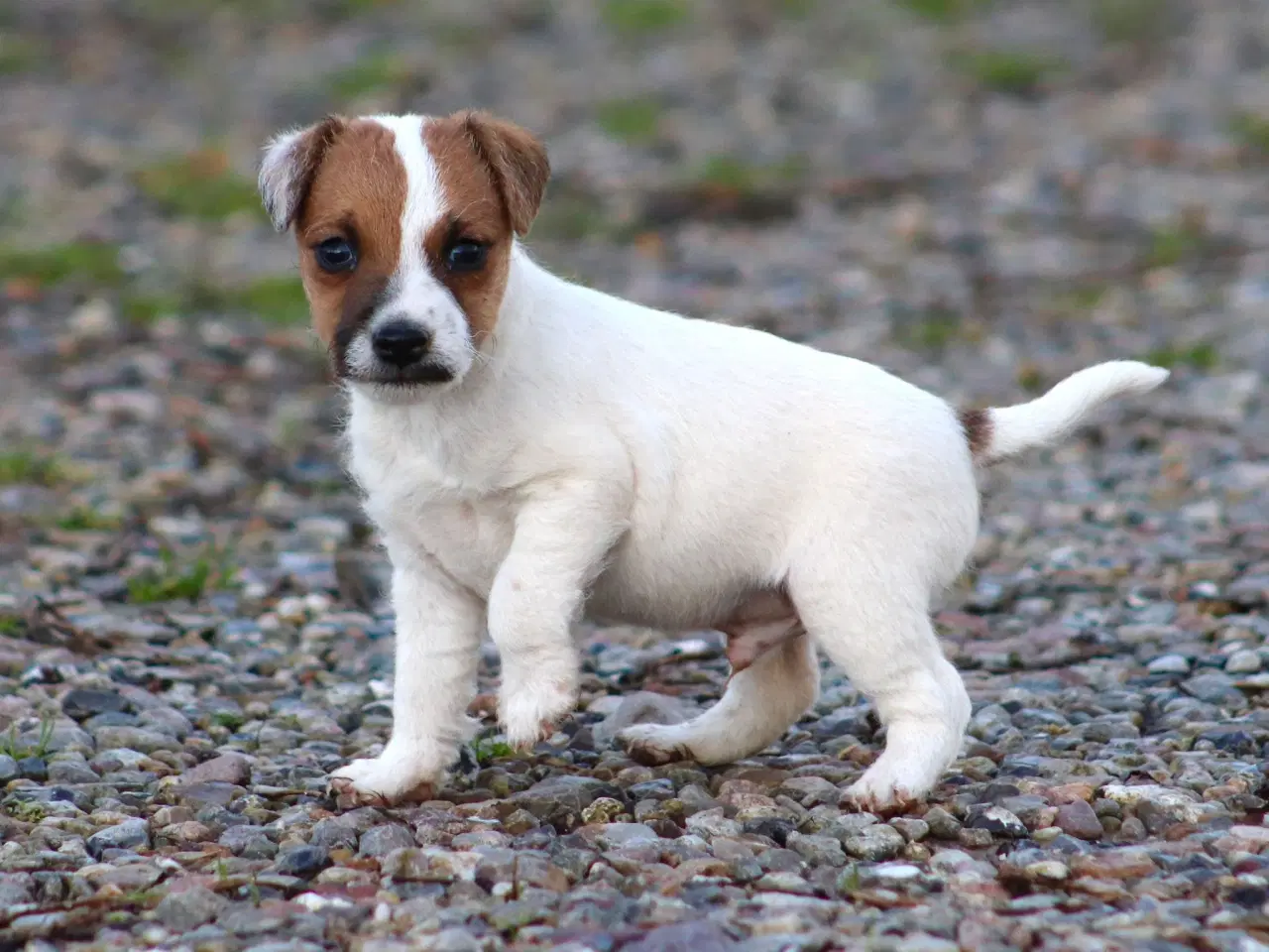 Billede 1 - Parson Jack Russell Terrier (Hvalpe 11 uger gamle)