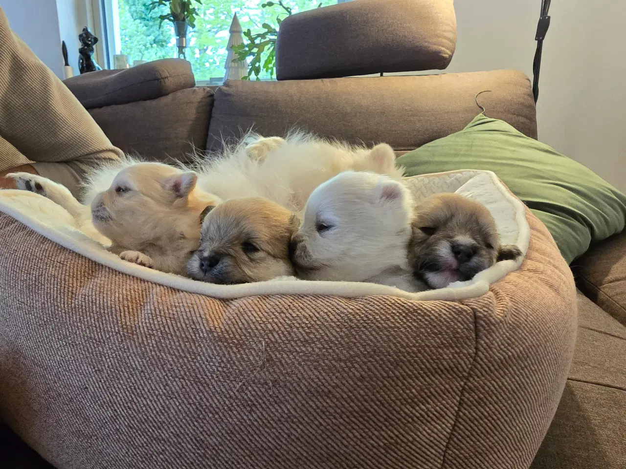 Billede 10 - Pomeranian hvalpe , 4 søde drenge. 