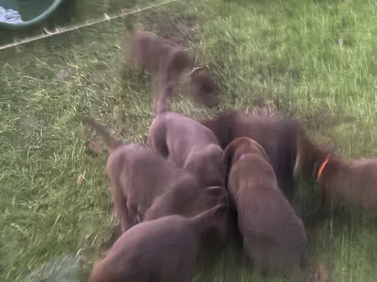 Billede 1 - 1 hanhund brun gammel labrador