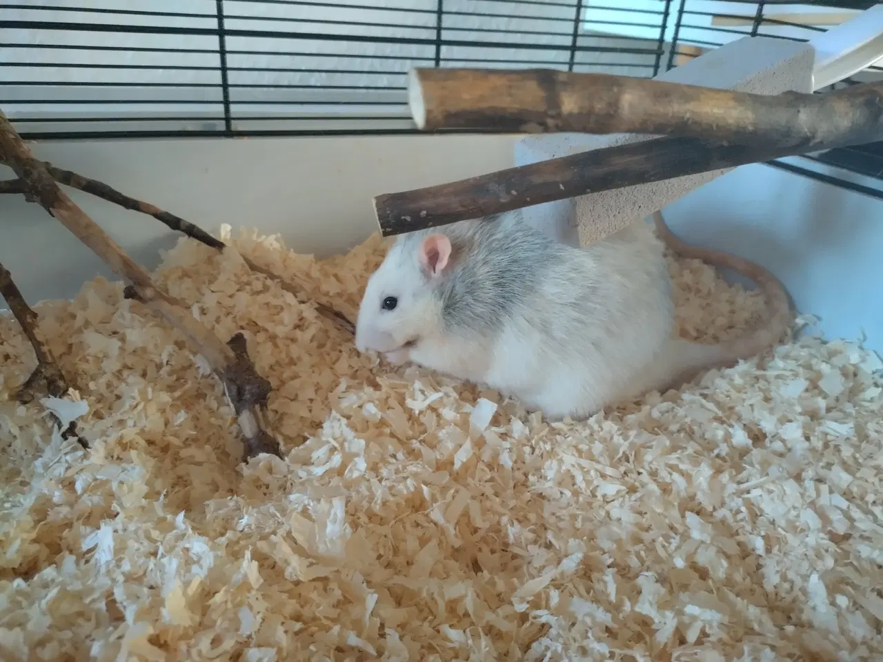 Billede 1 - Tamrotter (4 Drenge),(2 Piger)