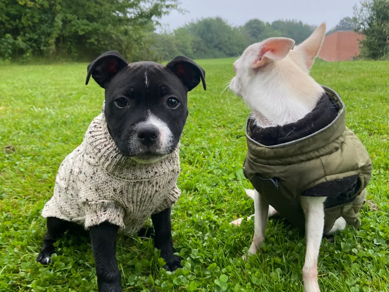 Billede 2 - Kærlig Staffordshire Bullterrier tæve på 1 år søge