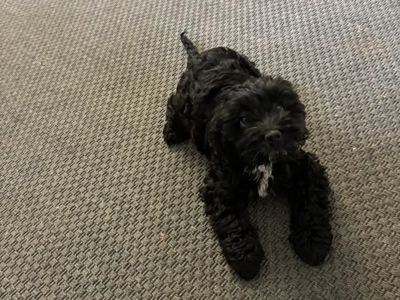 Billede 3 - cockapoo tæve