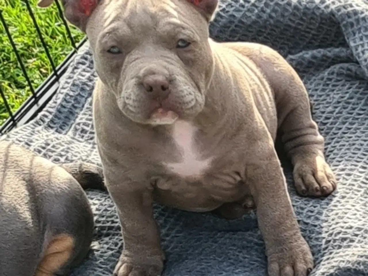Billede 19 - American Bully Pocket -  lilla pige :-)