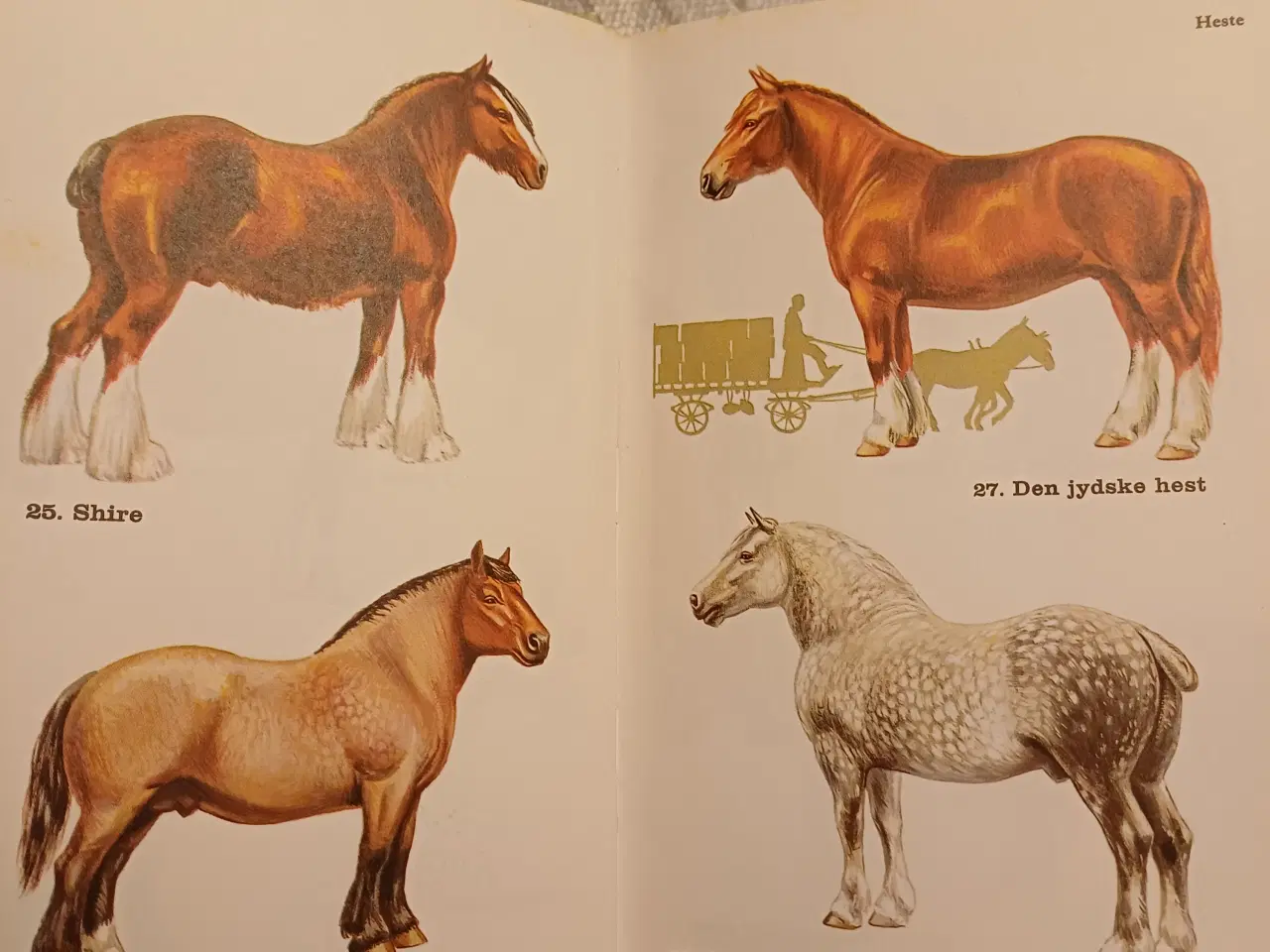 Billede 3 - Opslagsbøger om fugle, fisk, husdyr og havets dyr 