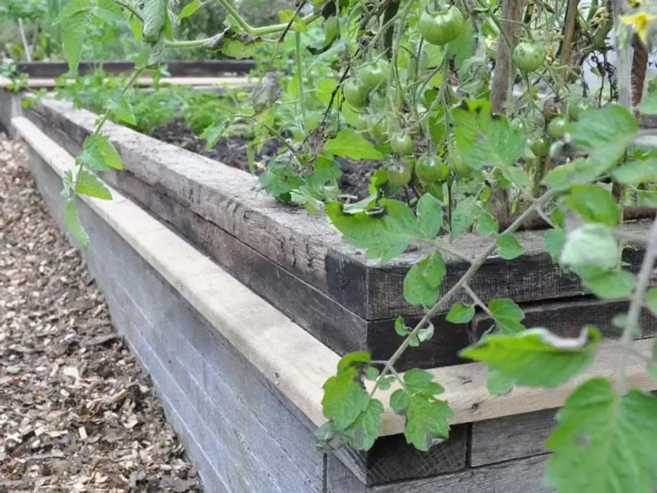 Billede 3 - Sneglehegn der virker!