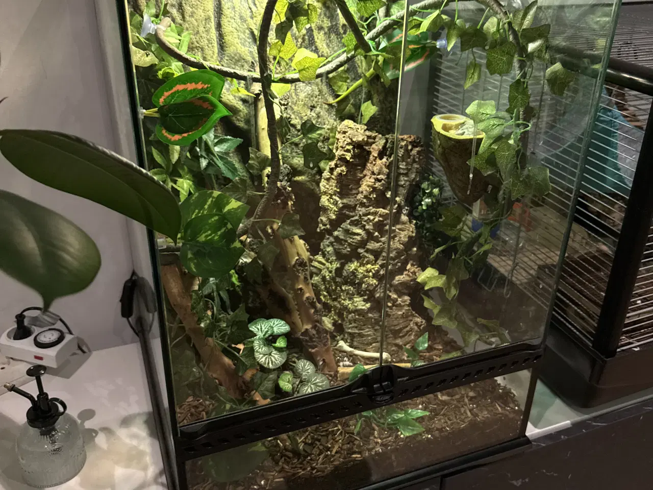 Billede 5 - daggekko