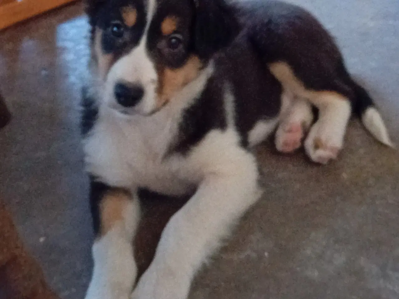 Billede 1 - Meget smukke Border Collie Hvalpe