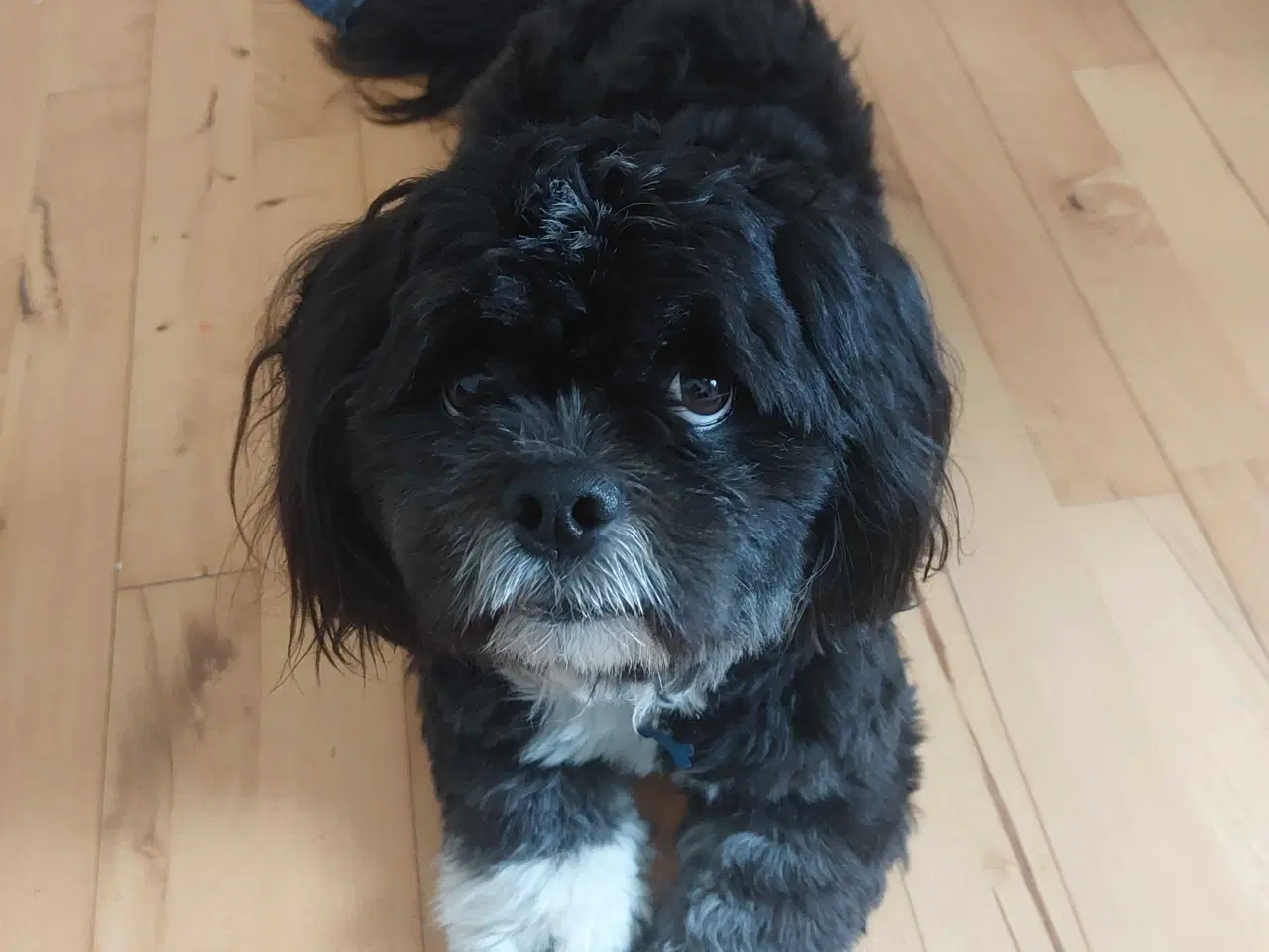 Billede 3 - Avl. Lhasa apso han til avl