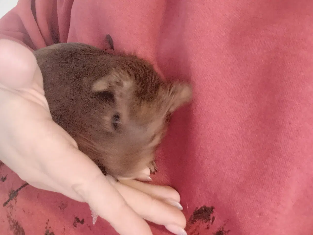 Billede 1 - Søde marsvin unger 