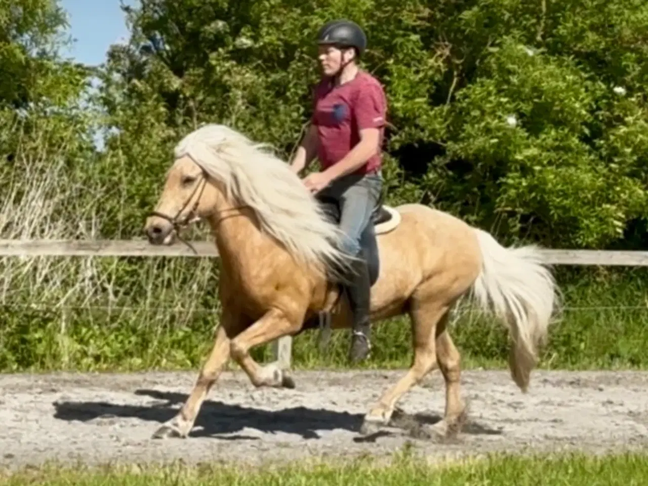 Billede 3 - Smuk palomino islænder 