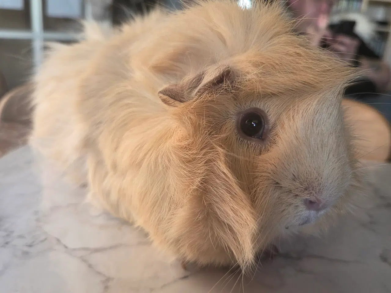 Billede 1 - Marsvin 🥰