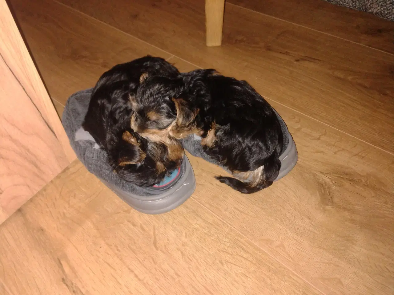 Billede 5 - Yorkshire Terrier hvalp, pige 8 uger